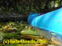 /home//u458753944/public_html/sourcegallery//Frogs/Bullfrogs 2016-08 Ontario/P8091467.JPG